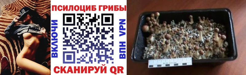 KRAKEN как войти  Сокол  мориарти состав  Псилоцибиновые грибы GOLDEN TEACHER 